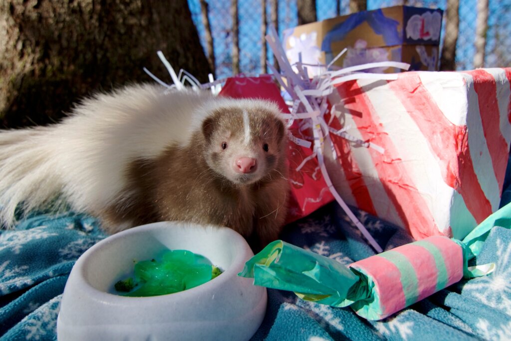 Care for Wildlife at the Virginia Living Museum