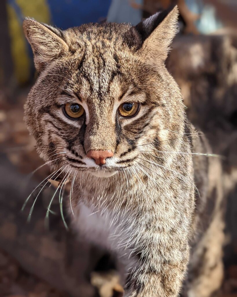 Care for Wildlife at the Virginia Living Museum
