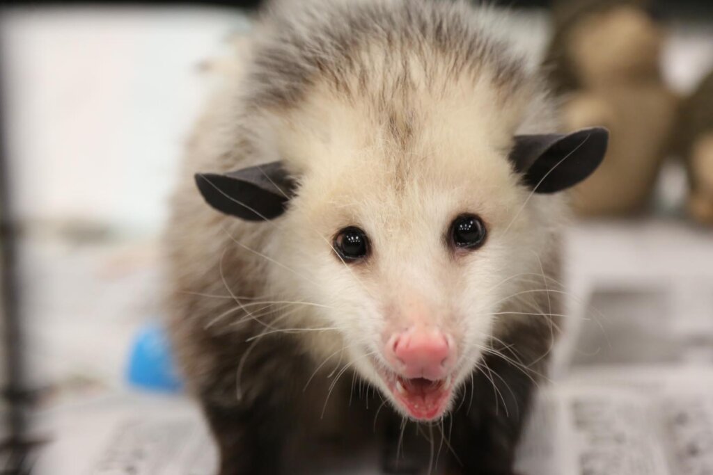 Care for Wildlife at the Virginia Living Museum