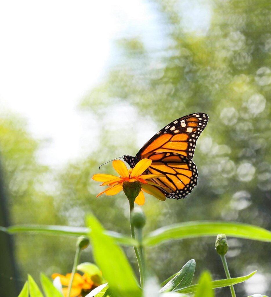 Care for Wildlife at the Virginia Living Museum