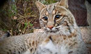 Sarge, Bobcat