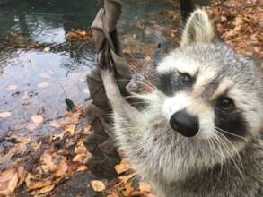 Raccoon