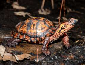 Box Turtle