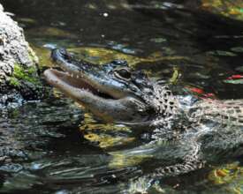 American Alligator