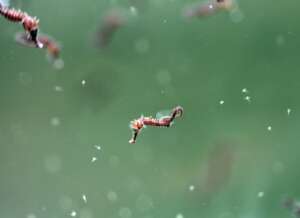 Baby lined seahorses