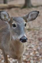 White tailed deer
