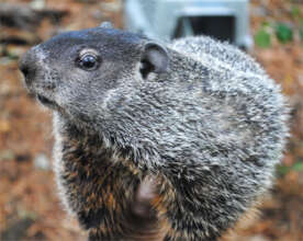 Groundhog