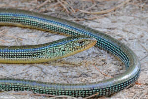 Eastern Glass Lizard