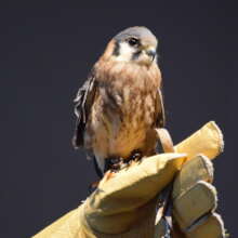 Kestrel