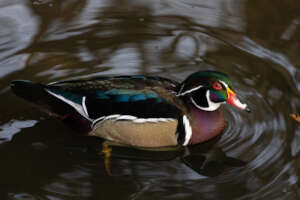 Wood Duck