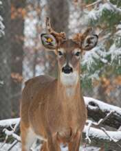 Orion, White Tailed Deer
