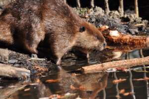 Beaver