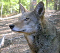 Coyote