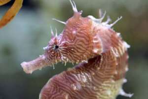 Lined Seahorse