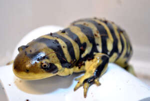 Tiger Salamander
