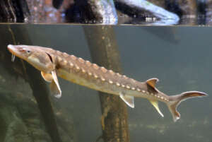 Sturgeon