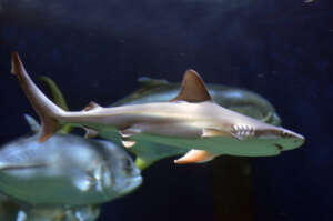 Sandbar Shark