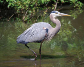 Heron
