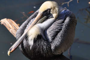 Pelican