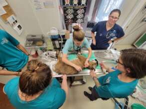 Veterinary care for Coco, Bobcat