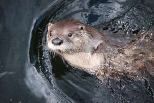 Otter