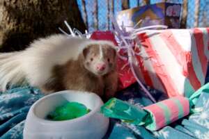 Luna, the Skunk