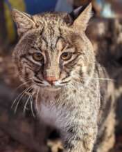 Sarge, the bobcat