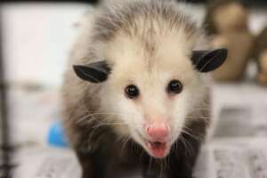 Betty, Ambassador Opossum