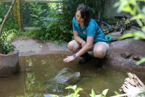 Snapping Turtle