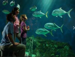 Museum visitors