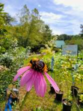 Museum Pollinator Gardens