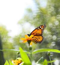 Monarch Butterfly tagging