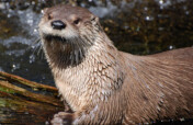 Care for Wildlife at the Virginia Living Museum