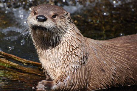 Care for Wildlife at the Virginia Living Museum