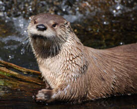 Care for Wildlife at the Virginia Living Museum