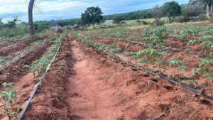 Seedling Tomatoes for the next crop