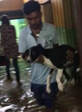 Evacuating rescue kennels 2019