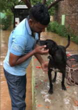 Evacuated dog with staff member 2019