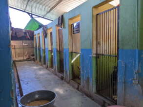 Interior of rescue kennels showing water damage