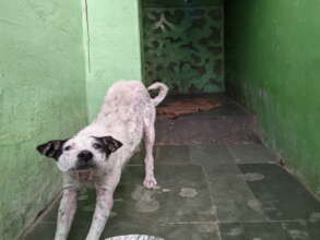 Interior of Mange Kennel showing water damage