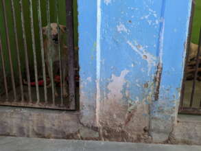Damage to kennel walls from persistent flooding