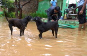 Building Works To Flood-Proof Our Animal Hospital