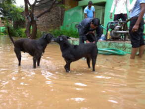 Building Works To Flood-Proof Our Animal Hospital