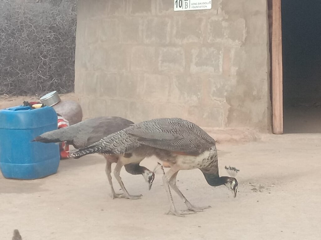Bountiful heritages: Protecting Pakistani Peacocks