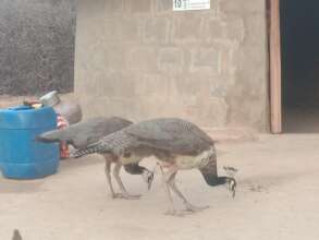 Peacocks roaming in Chachro Tharparkar