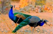 Bountiful heritages: Protecting Pakistani Peacocks logo