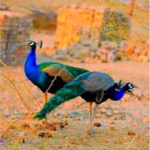 Bountiful heritages: Protecting Pakistani Peacocks