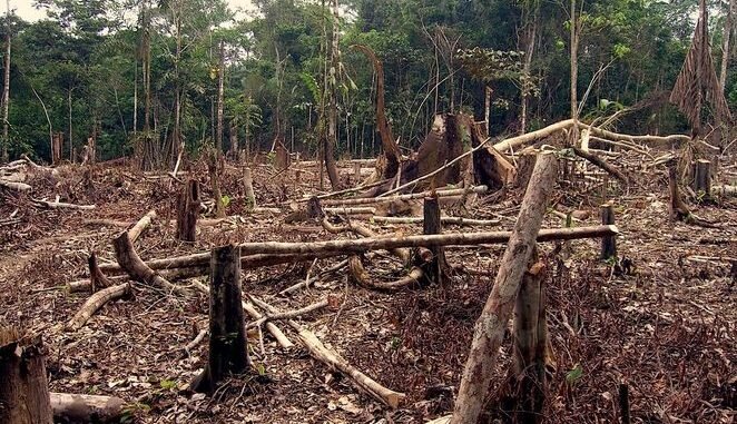 Fighting Deforestation Using Coconut Husk Charcoal