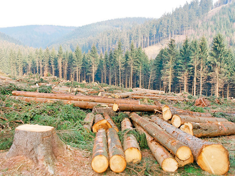 Fighting Deforestation Using Coconut Husk Charcoal