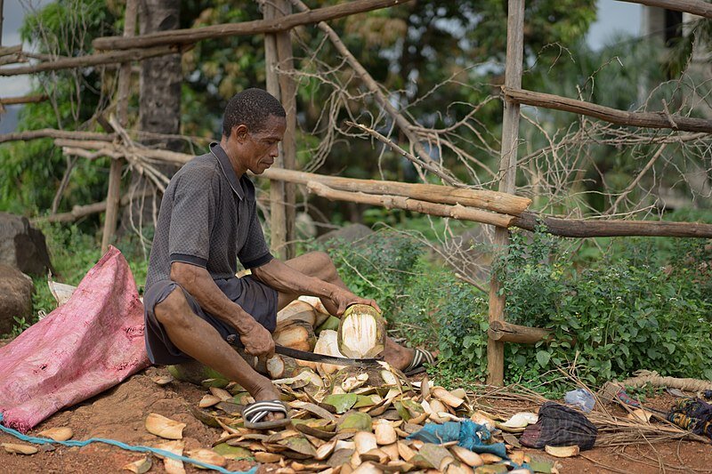 Fighting Deforestation Using Coconut Husk Charcoal